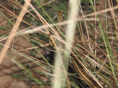 Amphiesma stolatum