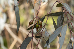 Eucalyptus tricarpa