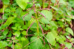 Urtica membranacea