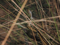 Amphiesma stolatum
