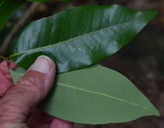 Dimocarpus australianus