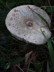 Macrolepiota procera