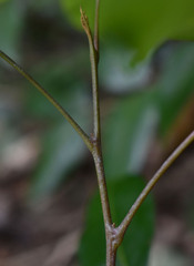 Dimocarpus australianus