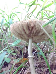 Macrolepiota procera