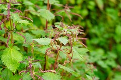 Urtica membranacea
