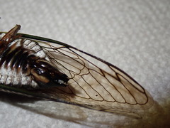 Neotibicen lyricen engelhardti