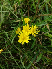 Crepis capillaris