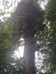 Cupressus sempervirens