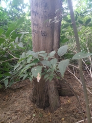Cupressus sempervirens
