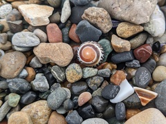 Bembicium nanum