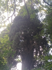 Cupressus sempervirens