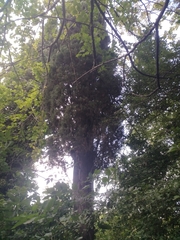 Cupressus sempervirens