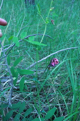 Lathyrus pisiformis