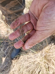 Eragrostis curvula