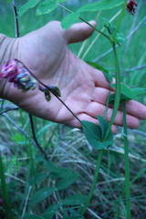 Lathyrus pisiformis