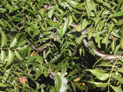 Dendrelaphis tristis