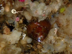 Calliostoma zizyphinum