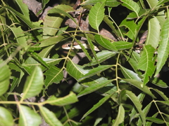 Dendrelaphis tristis