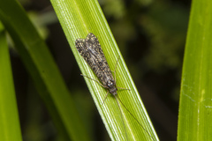 Hydrobiosidae