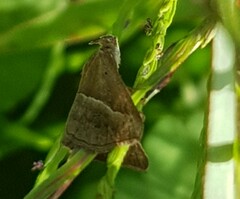 Hypena lividalis