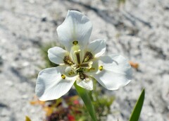 Moraea cantharophila