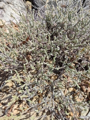 Erica xeranthemifolia