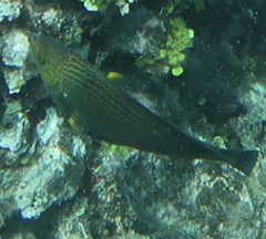Anampses caeruleopunctatus