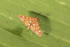 Prenesta fenestrinalis