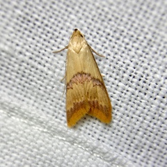 Hapaloteucha paragramma