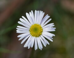 Allittia uliginosa