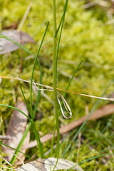 Allittia uliginosa