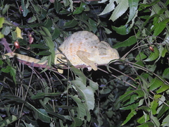 Chamaeleo zeylanicus