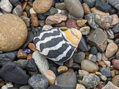 Austrocochlea porcata