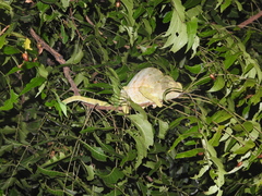 Chamaeleo zeylanicus