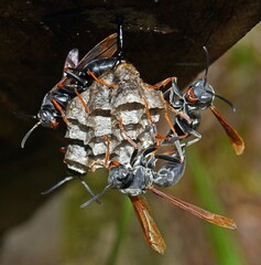 Polistes deceptor