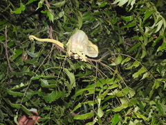 Chamaeleo zeylanicus