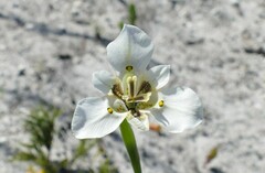 Moraea cantharophila