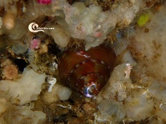 Calliostoma zizyphinum