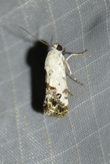 Acontiini