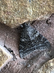 Catocala californica