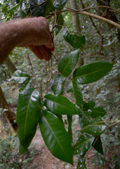 Dimocarpus australianus