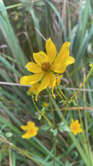 Bidens aristosa