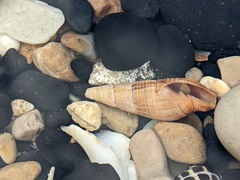 Isara glabra
