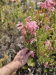 Erica discolor