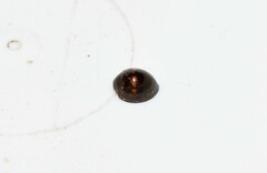 Chilocorus bipustulatus