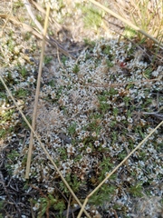 Helichrysum caespititium