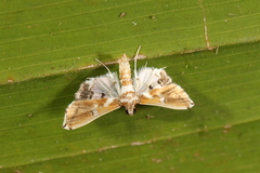 Neoleucinodes alegralis