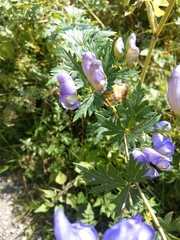 Aconitum variegatum