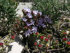 Limonium kraussianum