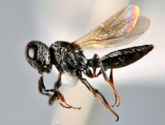 Scelioninae